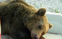 Νέο δυστύχημα με νεκρή αρκούδα στην Εγνατία