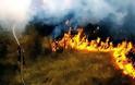 Οι 5 οικολογικές πληγές που άφησαν πίσω τους οι πυρκαγιές
