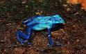 Ο μπλε βάτραχος-δηλητήριο