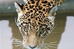 ΔΕΙΤΕ: Τα ζωάκια του μήνα: Αύγουστος 20