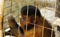 Μαϊμού ως «ατραξιόν» σε ταβέρνα στην Χρυσή Ακτή της Πάρου [video]