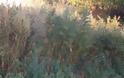 Σε αυτό το ελληνικό χωριό τα χασισόδεντρα φυτρώνουν μόνα τους