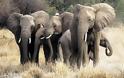 Η αρμονική συνεργασία των ελεφάντων