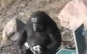VIDEO: Χιμπατζής κατασκευάζει εργαλεία και τα χρησιμοποιεί