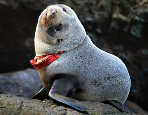 Στρινγκ μπλέχτηκε στο λαιμό φώκιας! - Φωτογραφία 2