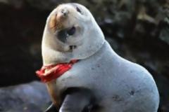 Στρινγκ μπλέχτηκε στο λαιμό φώκιας!