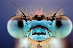 Έντομα σε κοντινό πλάνο