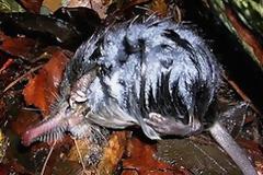 Στα ίχνη του πιο παράξενου ζώου στην Ευρώπη