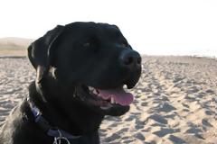 Σκύλος περπάτησε 800 χλμ. για να γυρίσει σπίτι του!