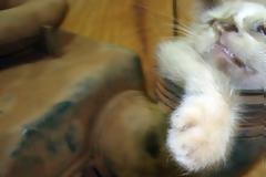 ΑΠΙΣΤΕΥΤΕΣ ΕΙΚΟΝΕΣ: Το αυτοκίνητο δεν είχε βλάβη αλλά... ένα γατάκι στον κινητήρα