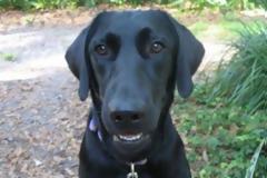 ΑΠΙΣΤΕΥΤΟ VIDEO: Ταξίδεψε 800 χλμ για να βρει το αφεντικό του