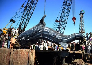 VIDEO: Φαλαινοκαρχαρίας 7 τόνων στα δίχτυα των ψαράδων! - Φωτογραφία 1