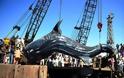 VIDEO: Φαλαινοκαρχαρίας 7 τόνων στα δίχτυα των ψαράδων!