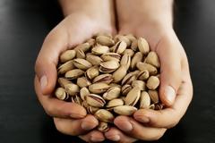 Κέρδη έως 800 ευρώ ανά στρέμμα από τα φιστίκια Αιγίνης