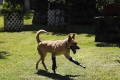 Σκύλος τρέχει ξανά με προσθετικά πόδια! (pics)