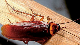 Πως να ξεφορτωθείτε τις κατσαρίδες από το σπίτι! - Φωτογραφία 1