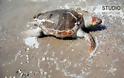 Μια ακόμα χελώνα καρέτα νεκρή σε παραλία του Ναυπλίου