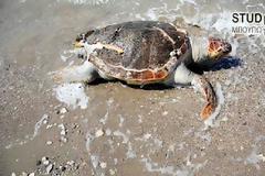 Μια ακόμα χελώνα καρέτα νεκρή σε παραλία του Ναυπλίου