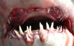 Ο καρχαρίας δάγκωσε, απήλθε, αλλά κάτι ξέχασε – Τι βρήκε στο πόδι του ο δαγκωμένος σέρφερ - Φωτογραφία 1