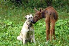 VIDEO: Το ελάφι που νόμιζε ότι είναι σκύλος