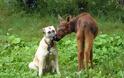 VIDEO: Το ελάφι που νόμιζε ότι είναι σκύλος - Φωτογραφία 2