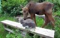 VIDEO: Το ελάφι που νόμιζε ότι είναι σκύλος - Φωτογραφία 4