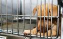 Στοπ στην πώληση ζώων από pet shops ζητούν φιλοζωικές οργανώσεις