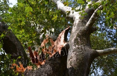 Από τύχη δεν θρηνήσαμε θύματα στη Φωτάδα Τρικάλων! [video] - Φωτογραφία 3