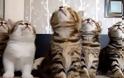 Tα πιο συγχρονισμένα γατάκια που έχετε δει! [video]