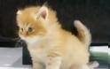 ΒΙΝΤΕΟ: Το γατάκι που καίει καρδιές