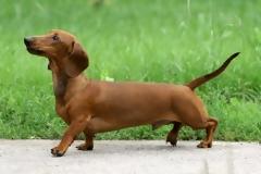 ΦΩΤΟ: Δείτε το πιο χοντρό σκυλί-λουκάνικο στον κόσμο