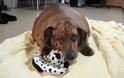 ΦΩΤΟ: Δείτε το πιο χοντρό σκυλί-λουκάνικο στον κόσμο - Φωτογραφία 3