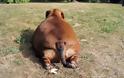ΦΩΤΟ: Δείτε το πιο χοντρό σκυλί-λουκάνικο στον κόσμο - Φωτογραφία 4
