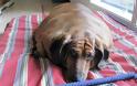 ΦΩΤΟ: Δείτε το πιο χοντρό σκυλί-λουκάνικο στον κόσμο - Φωτογραφία 5
