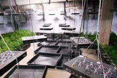 Στα 3 εκατομμύρια ευρώ η σοδειά που κατασχέθηκε από χάι-τεκ θερμοκήπιο με χασισόδεντρα..