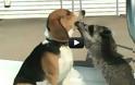 VIDEO: Ρακούν κάνει οδοντιατρικό έλεγχο σε σκύλο