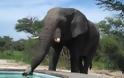 Βίντεο σοκ: Το ζευγάρι, η πισίνα και ο... ελέφαντας!