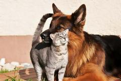 κύλος κάνει «κολλητή» παρέα με… γάτες!