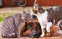 κύλος κάνει «κολλητή» παρέα με… γάτες! - Φωτογραφία 4
