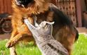 κύλος κάνει «κολλητή» παρέα με… γάτες! - Φωτογραφία 6