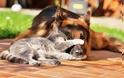 κύλος κάνει «κολλητή» παρέα με… γάτες! - Φωτογραφία 8