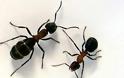 Κύπρος: Παρ’ ολίγον να τον φάνε τα μυρμήγκια