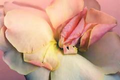 Φυτά για… πονηρά μυαλά!