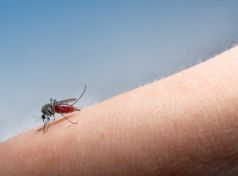 Νέο κρούσμα ελονοσίας στα Τρίκαλα και άφιξη του ΚΕΕΛΠΝΟ - Φωτογραφία 1