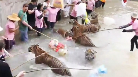 VIDEO: Τουρίστες παίζουν με τίγρεις στην Ταϊλάνδη χωρίς καμιά προστασία - Φωτογραφία 1