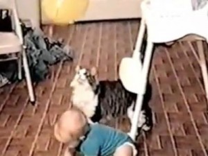 VIDEO: Γάτα προσπαθεί να πάρει το μπαλόνι του μωρού - Φωτογραφία 1