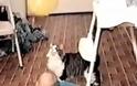 VIDEO: Γάτα προσπαθεί να πάρει το μπαλόνι του μωρού