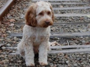 Σκύλος σκοτώθηκε για να σώσει τον ιδιοκτήτη του από το τρένο - Φωτογραφία 1
