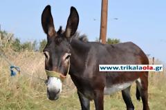 Αρχίζει αύριο το μεγάλο Βασιλικό ζωοπάζαρο στα Τρίκαλα (φωτό-βίντεο)