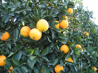Καρτέλ: Έμποροι κερδίζουν 600% από τα πορτοκάλια - Φωτογραφία 1